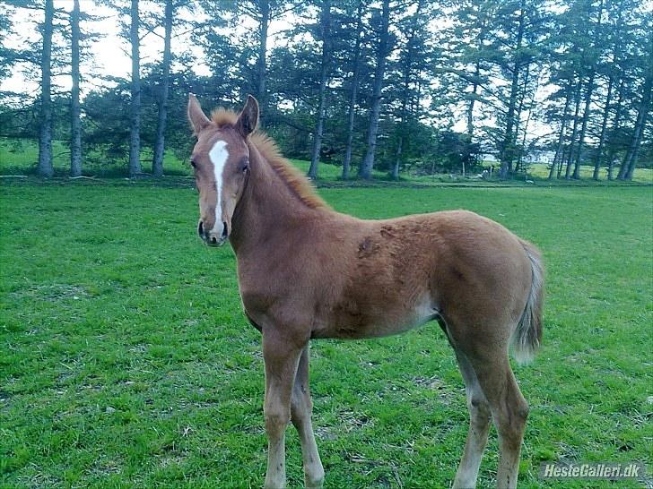 Dansk Varmblod Rønlygaards Hidalgo B billede 1
