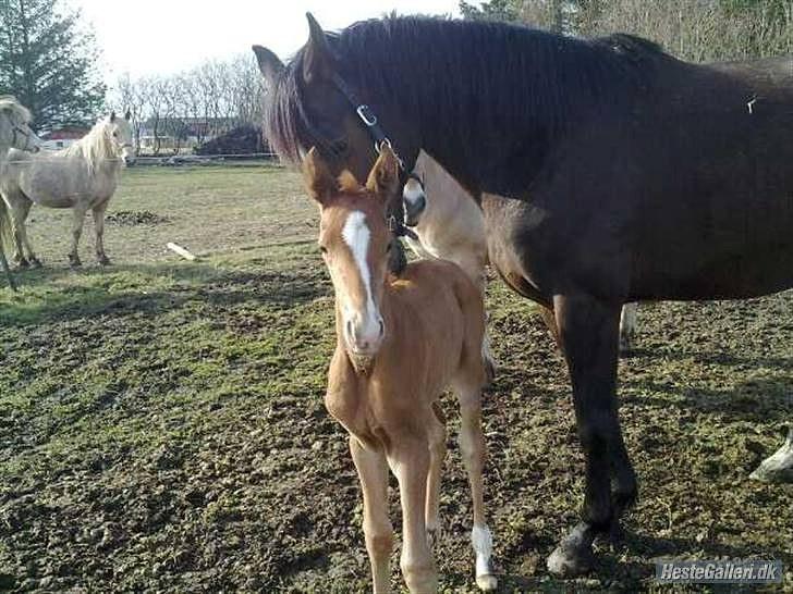 Dansk Varmblod Rønlygaards Hidalgo B - 1 dag gammel:) billede 2