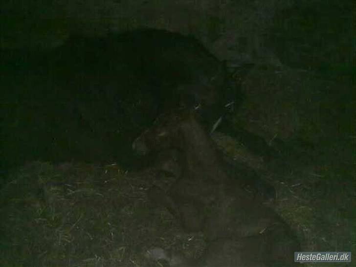 Dansk Varmblod Rønlygaards Hidalgo B - En ny født Hidalgo. Ved godt billedet er mørkt men man kan lige se at han er der:) billede 3