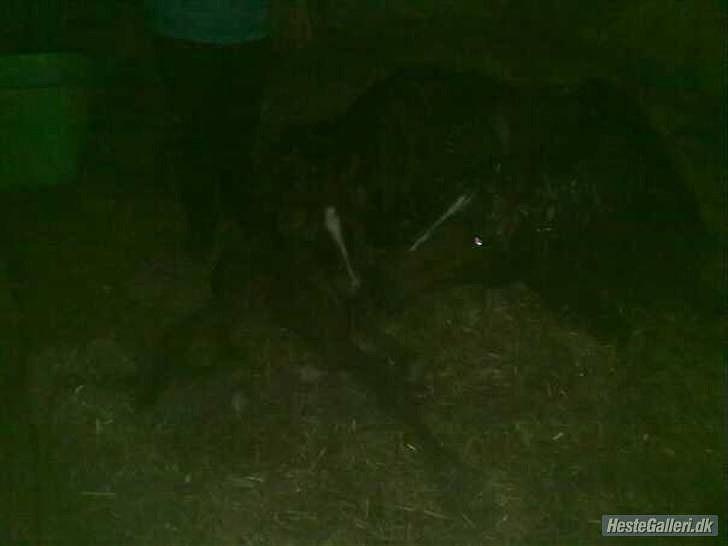 Dansk Varmblod Rønlygaards Hidalgo B - En ny født Hidalgo. Ved godt billedet er mørkt men man kan lige se at han er der og får et mys af hans nybagte mor:-) billede 4