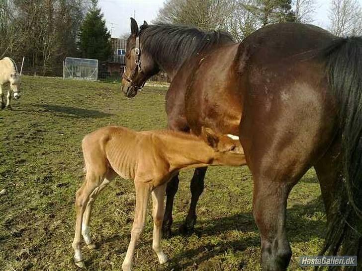 Dansk Varmblod Rønlygaards Hidalgo B - 1 dag gammel billede 5