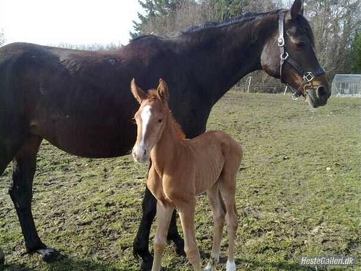 Dansk Varmblod Rønlygaards Hidalgo B - 1 dag gammel billede 6