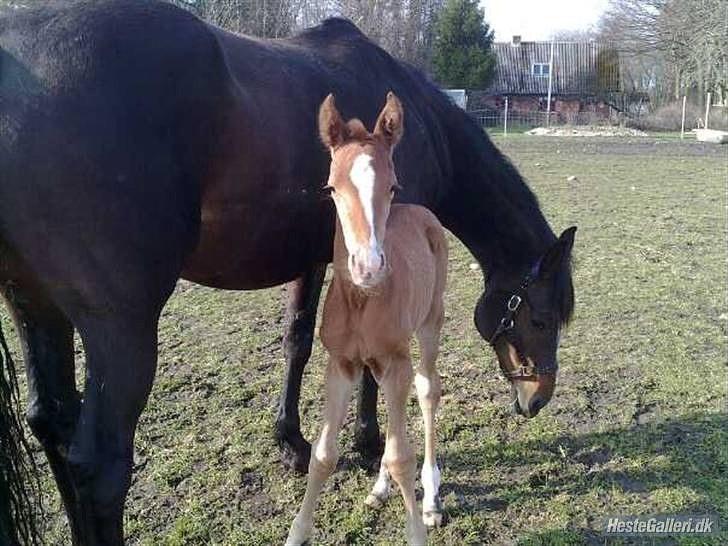 Dansk Varmblod Rønlygaards Hidalgo B - 1 uge gammel billede 7