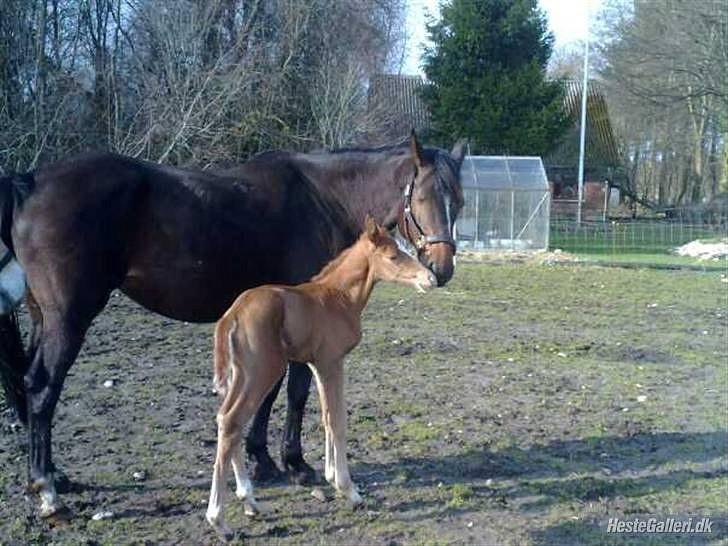 Dansk Varmblod Rønlygaards Hidalgo B - 1 dag gammel billede 8