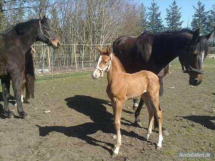 Dansk Varmblod Rønlygaards Hidalgo B - 1 uge gammel:) billede 9