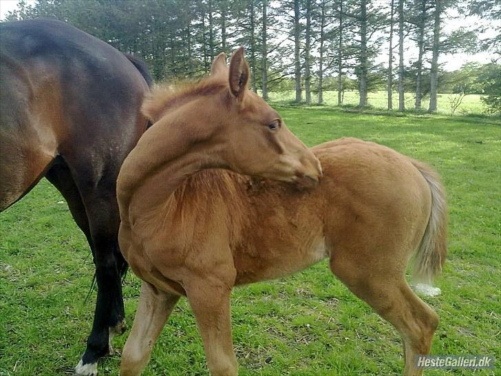 Dansk Varmblod Rønlygaards Hidalgo B - Taget d. 25 maj 2010 billede 10