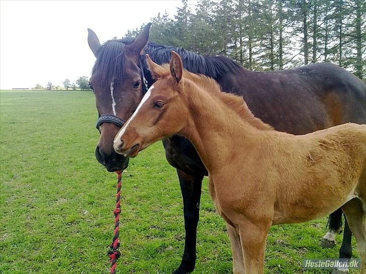 Dansk Varmblod Rønlygaards Hidalgo B billede 11