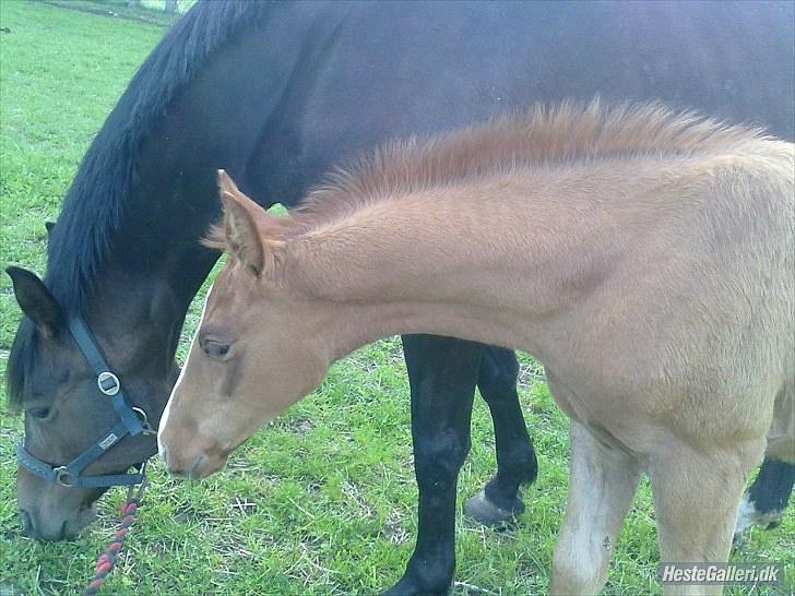 Dansk Varmblod Rønlygaards Hidalgo B billede 12