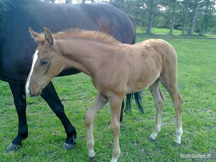 Dansk Varmblod Rønlygaards Hidalgo B billede 13