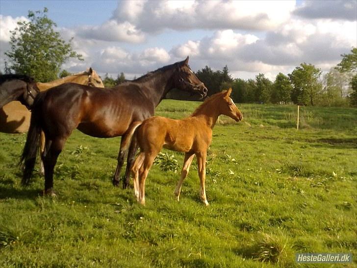 Dansk Varmblod Rønlygaards Hidalgo B - d. 25 maj lige kommet ned i engen:-) Hidalgo med sin smukke mor Shakira billede 14