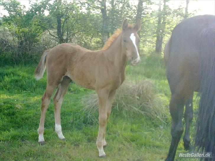 Dansk Varmblod Rønlygaards Hidalgo B billede 15