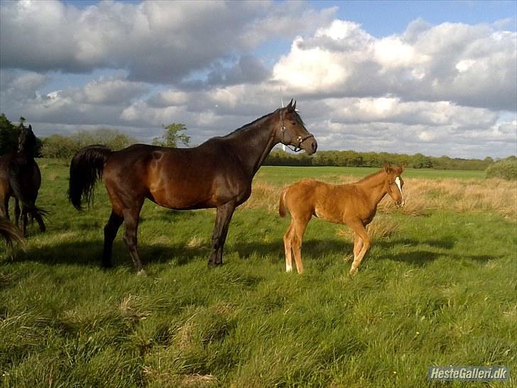 Dansk Varmblod Rønlygaards Hidalgo B billede 16