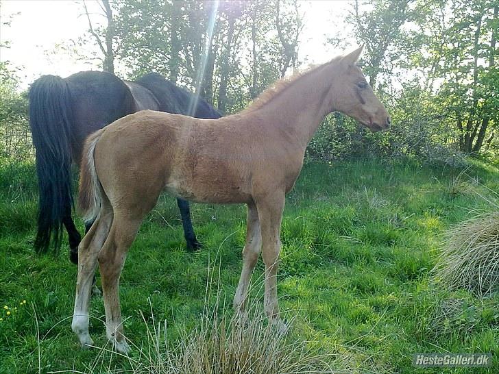 Dansk Varmblod Rønlygaards Hidalgo B billede 17