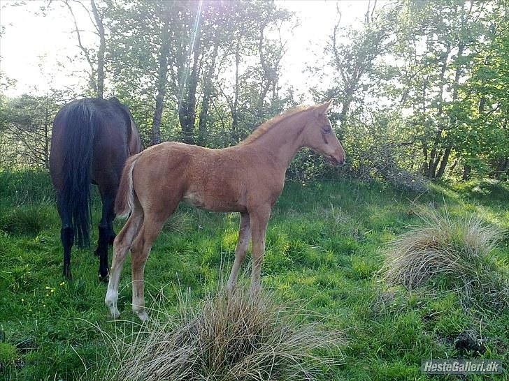 Dansk Varmblod Rønlygaards Hidalgo B billede 18