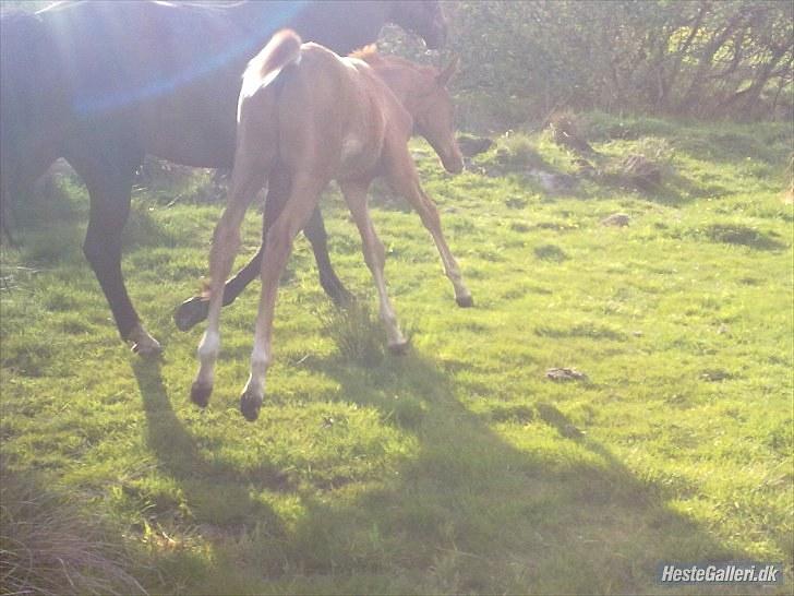 Dansk Varmblod Rønlygaards Hidalgo B - Når enden er god.... ;-) billede 19
