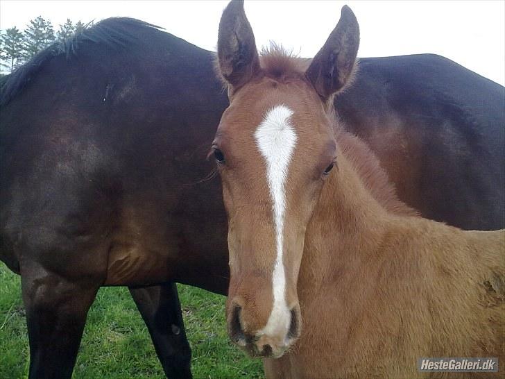 Dansk Varmblod Rønlygaards Hidalgo B - Tak fordi I kiggede med:-) billede 20