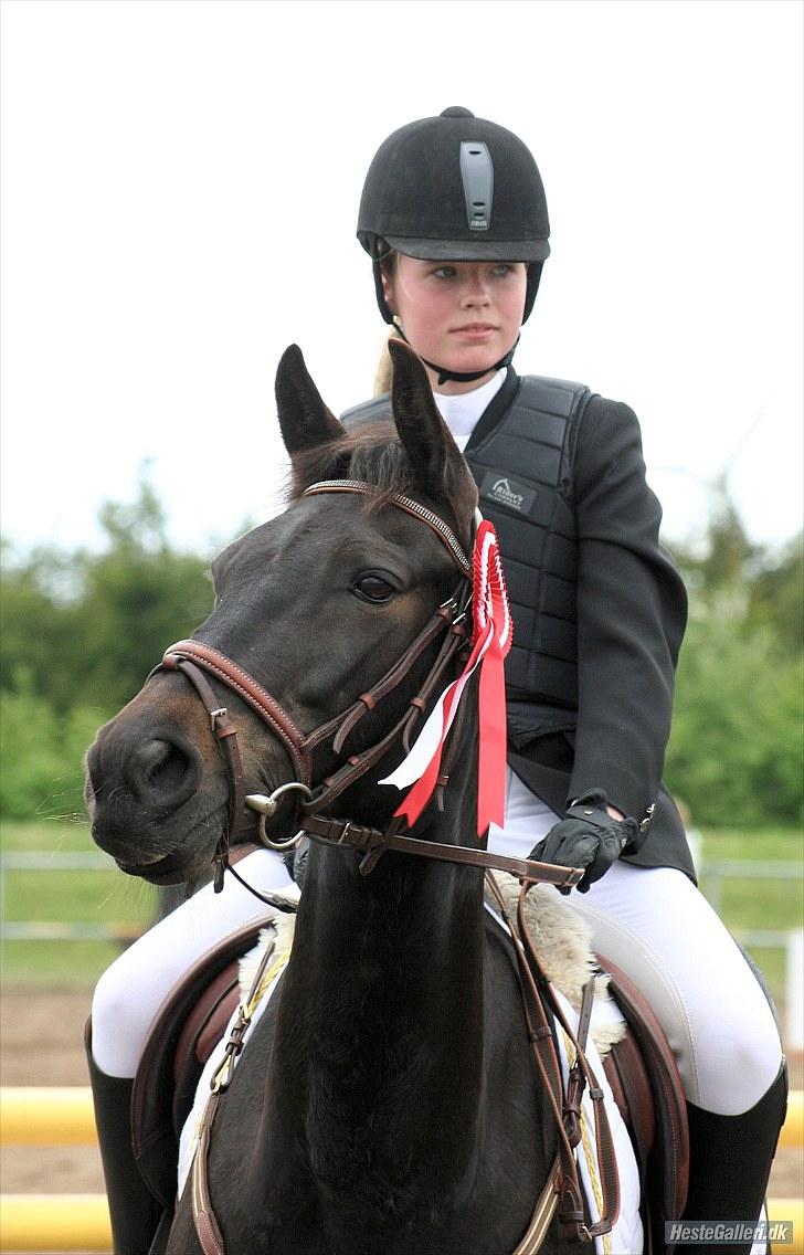 Welsh Pony (sec B) Birkholm's Lars (Gaston) - Smukke dejlige kærlige Gaston - jeg elsker dig ´Lars´ billede 9