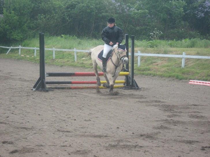 Fjordhest Marco Østerkær død - d. 30 maj 2010, fynsstævne i regn billede 15