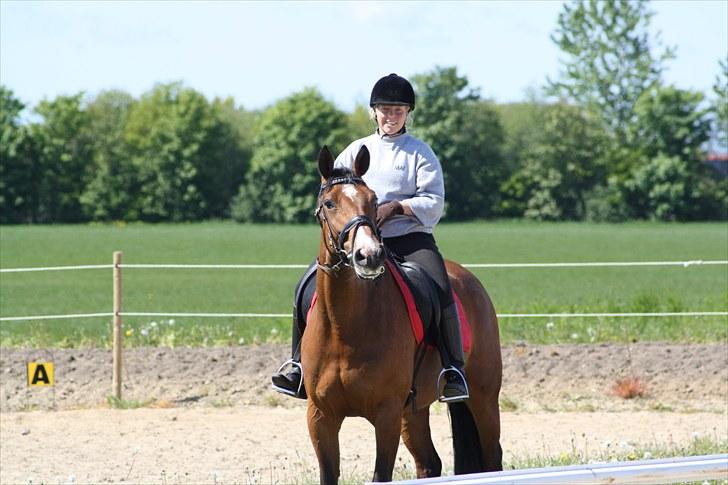 Westfaler Ronja - hej hej :) billede 12