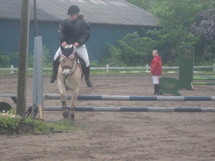 Fjordhest Marco Østerkær død - d. 30 maj 2010, fynsstævne i regn billede 16