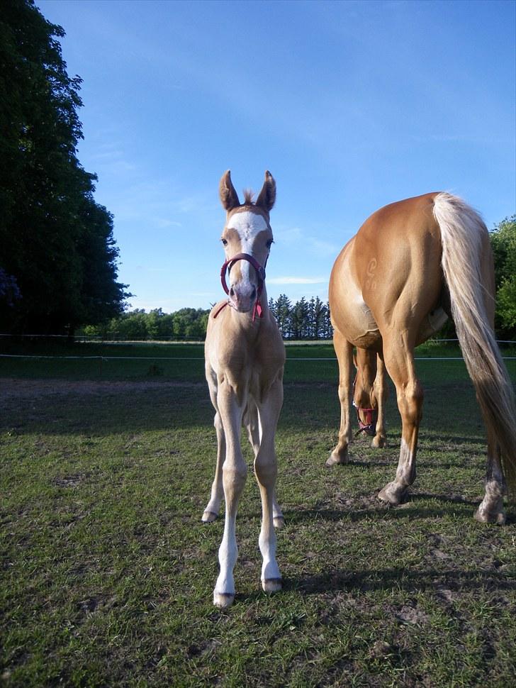 Palomino Taagholt's Armani billede 5