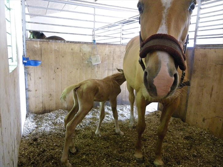 Palomino Taagholt's Armani billede 6