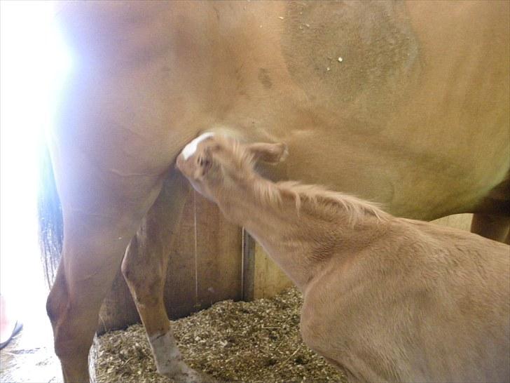 Palomino Taagholt's Armani billede 7