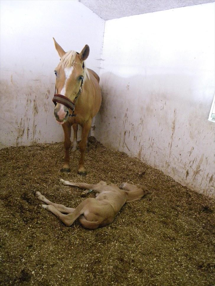 Palomino Taagholt's Armani billede 8