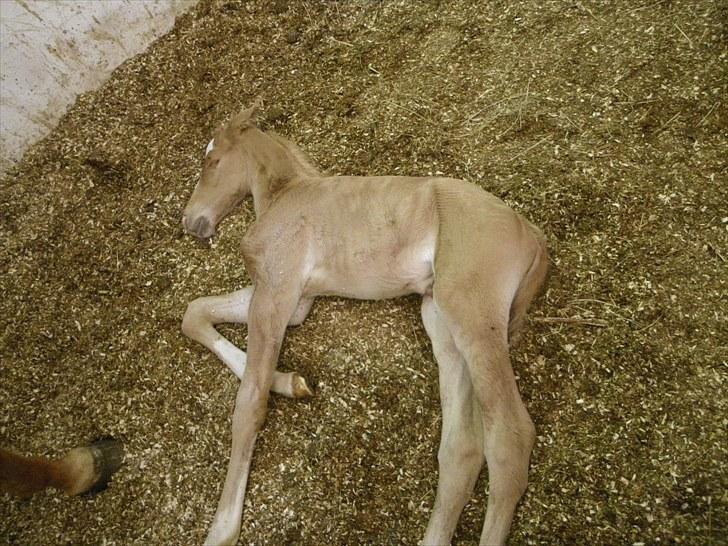 Palomino Taagholt's Armani billede 9