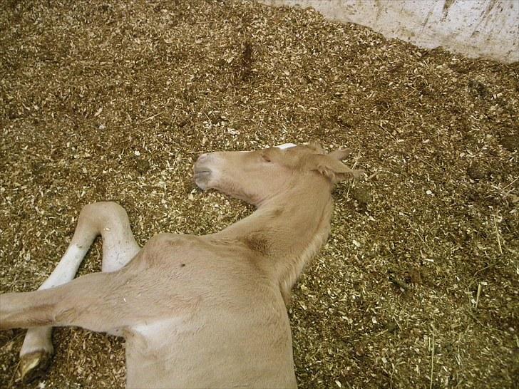 Palomino Taagholt's Armani billede 10