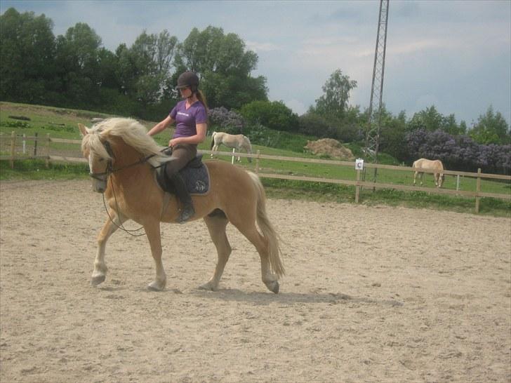 Haflinger Wolle Grønhøj billede 13