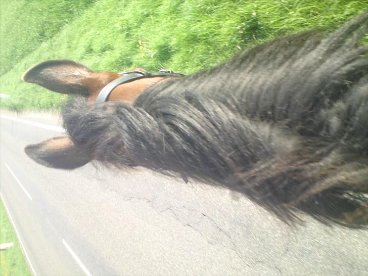 Traver König min skat :) - Ska jeg lave noget nu? billede 12