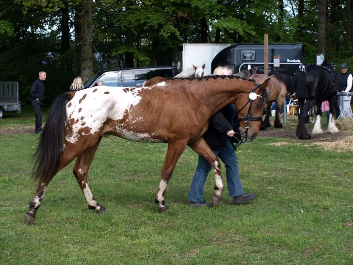 Knabstrupper Isaiiah Korsholm - Fjerritslev dyrskue 2010 billede 13