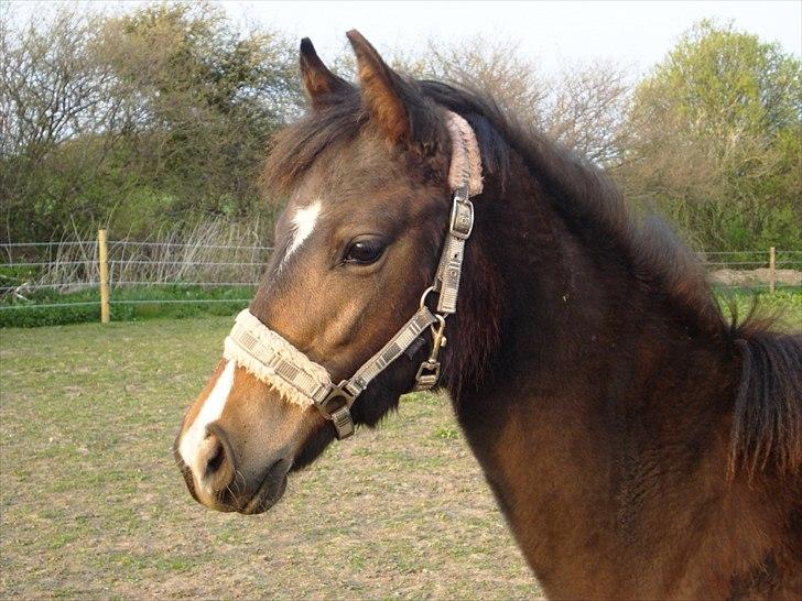 Anden særlig race Supremés My Lady - Påske 2011 - hun er ved at smide følpelsen :) billede 14