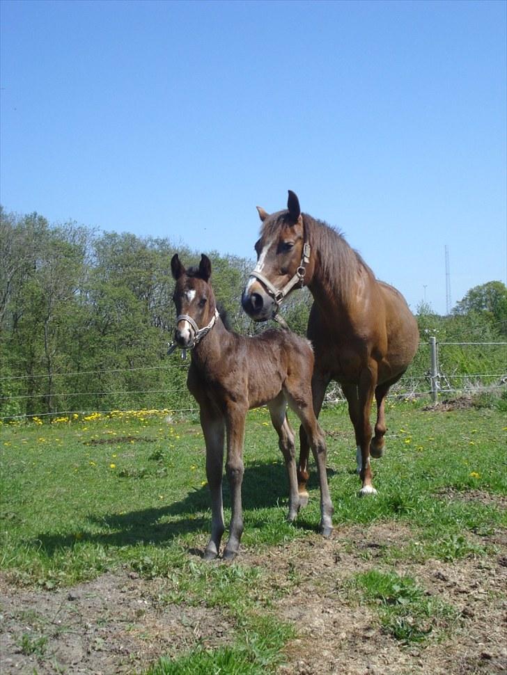 Anden særlig race Supremés My Lady billede 17