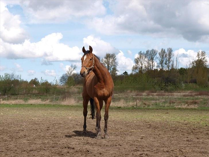 Fuldblod (XX) Little Wing - 18# Lille på folden en dag i april ... (Foto; Far) billede 18