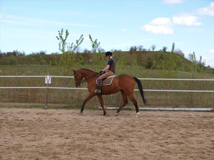 Fuldblod (XX) Little Wing - 20# Dressur en dag i april ... (Foto; Far) billede 20