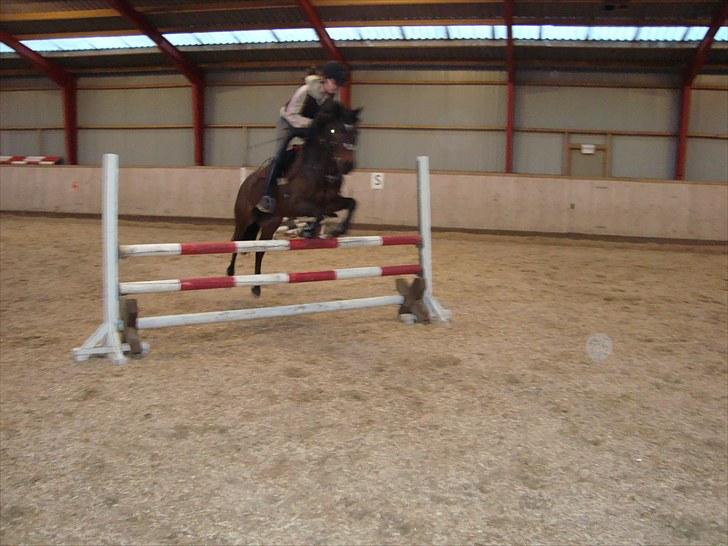 Anden særlig race ringo billede 9