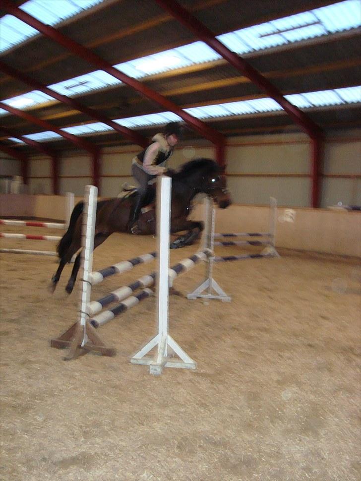 Anden særlig race ringo billede 10