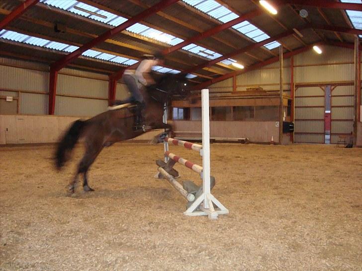 Anden særlig race ringo billede 11