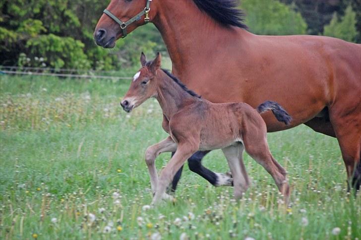 Dansk Varmblod Castor billede 1