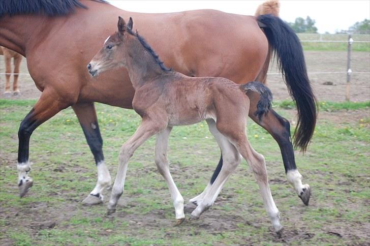 Dansk Varmblod Castor billede 2