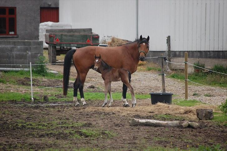 Dansk Varmblod Castor billede 3