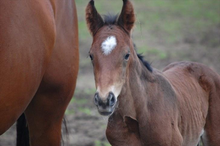 Dansk Varmblod Castor billede 4