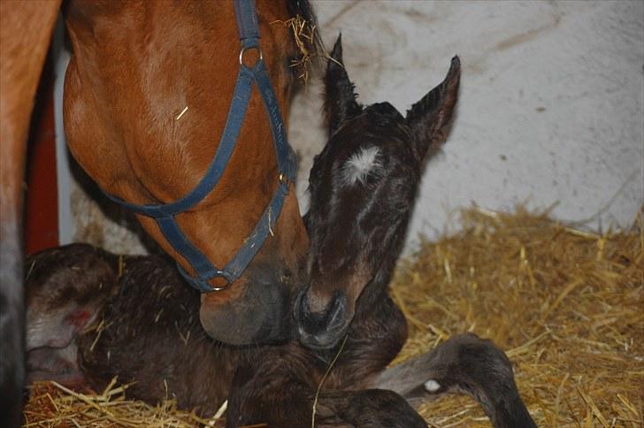 Dansk Varmblod Castor billede 5