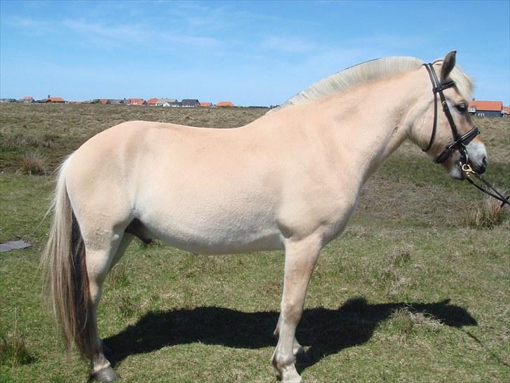 Fjordhest granit kjærgaard  Tidligere hest - Granit Kjærgaard billede 1