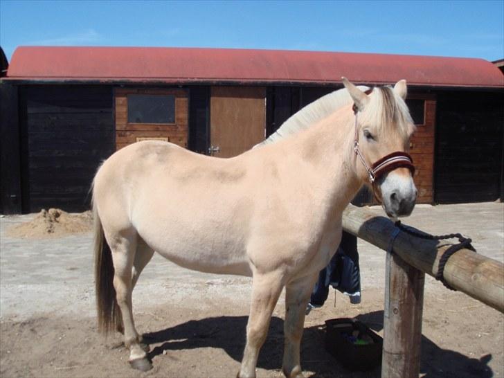 Fjordhest granit kjærgaard  Tidligere hest - klar til en gang striglen billede 2