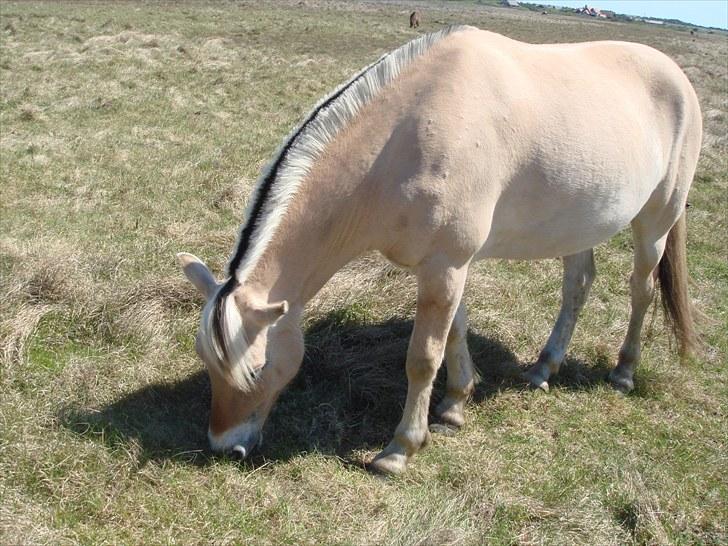 Fjordhest granit kjærgaard  Tidligere hest - gumle gumle ih jeg er sulten  billede 4