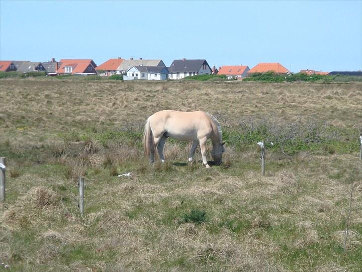 Fjordhest granit kjærgaard  Tidligere hest - jeg er i slaraffenland 14 hektar billede 5
