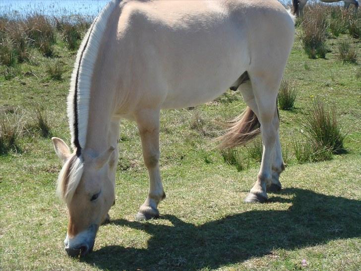 Fjordhest granit kjærgaard  Tidligere hest - sol og sø ingen kan ønske sig bedre  billede 6